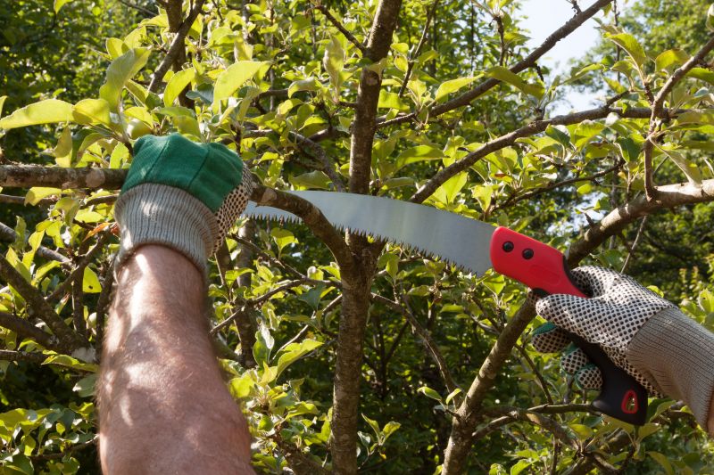 Peach Tree Pruning