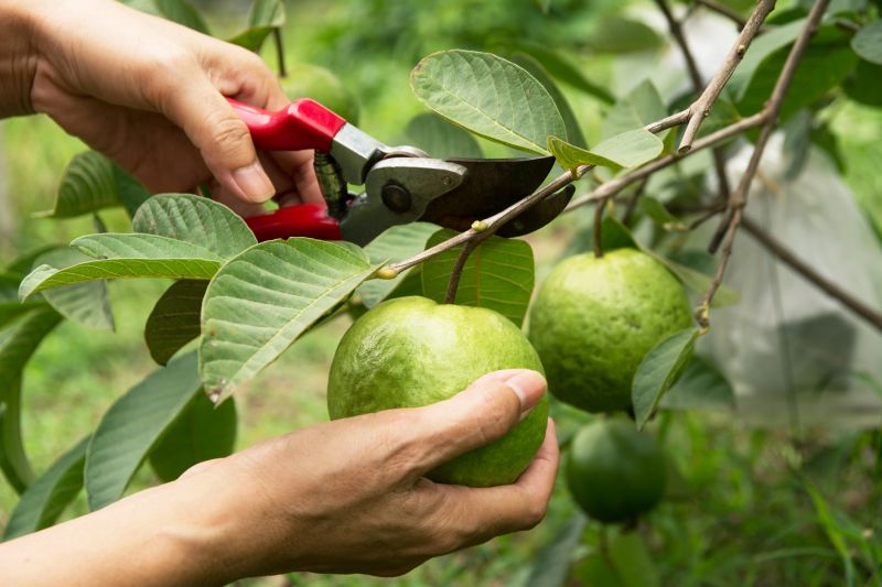 Peach Tree Pruning Costs — Cost of Peach Tree Pruning