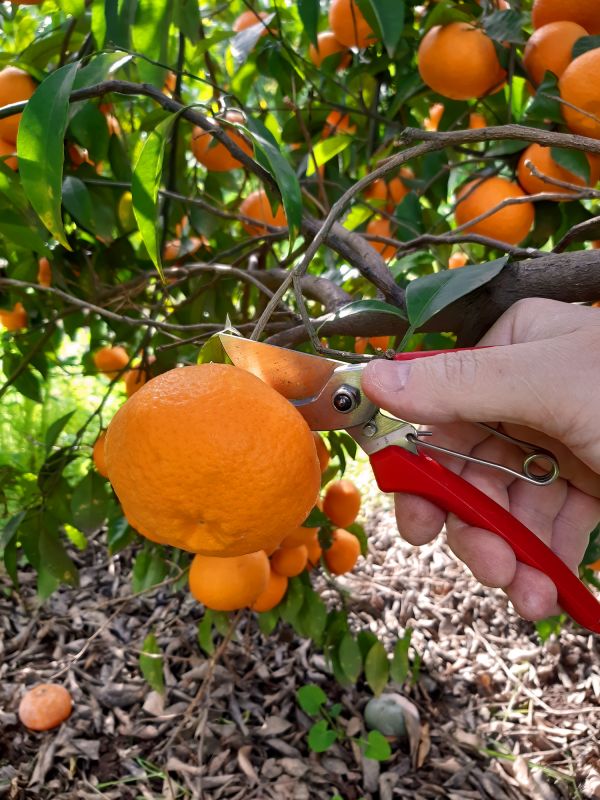 Peach Tree Pruning Costs — Cost of Peach Tree Pruning