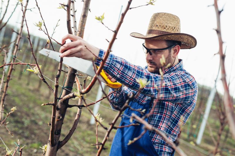Peach Tree Pruning Costs — Cost of Peach Tree Pruning