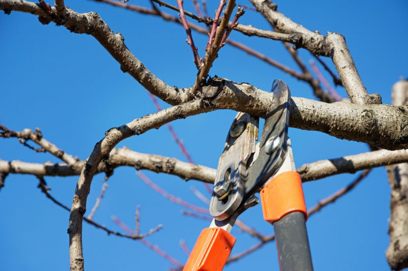 Peach Tree Pruning Costs — Cost of Peach Tree Pruning