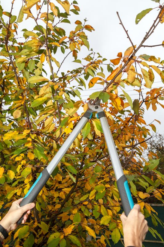 Pruning Tools and Techniques