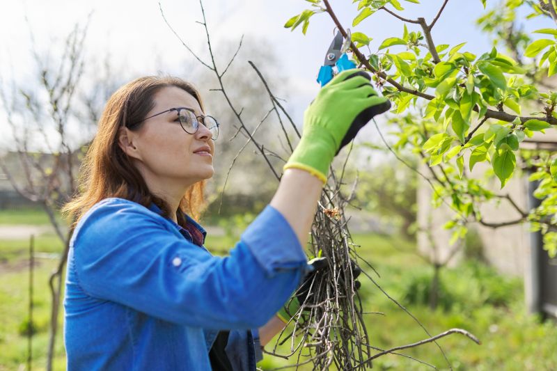Healthy Peach Tree After Pruning