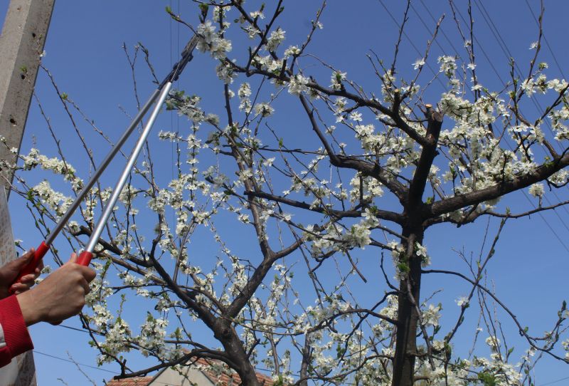 Spring Pruning Activity