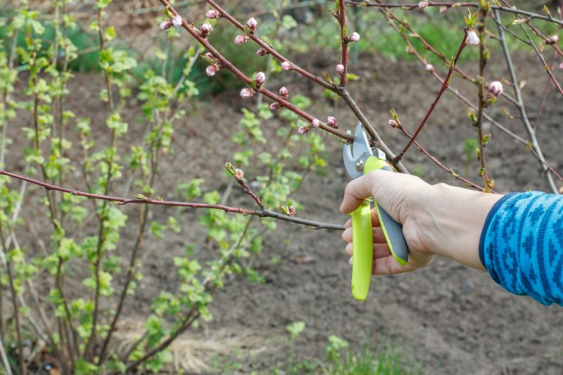 Young Peach Tree Pruning