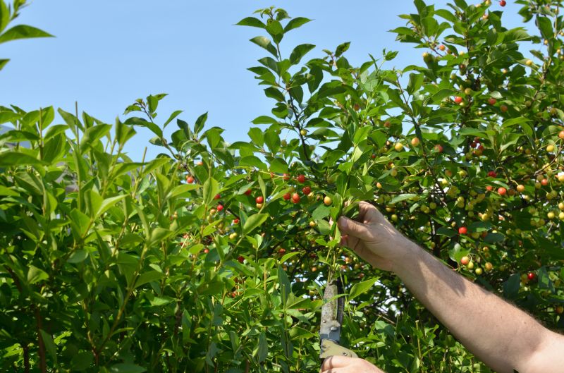 Mature Peach Tree Maintenance
