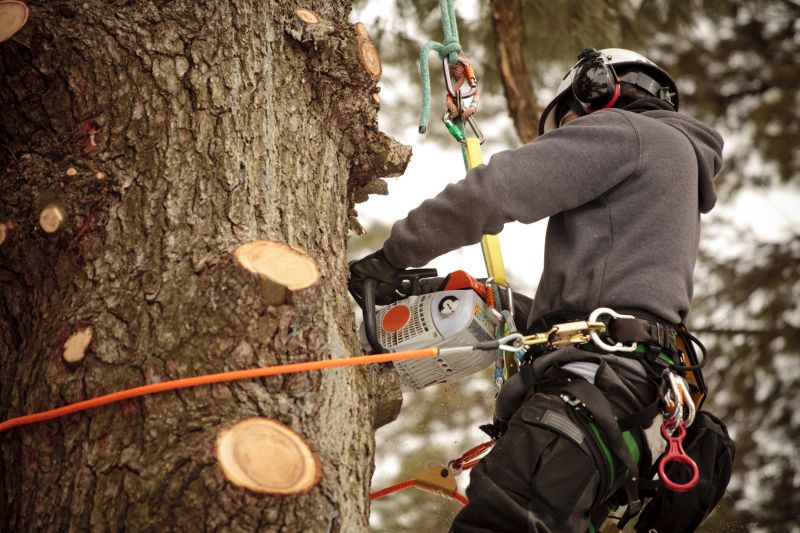 Tree Care Experts