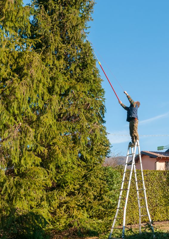 Elevated Tree Trimming