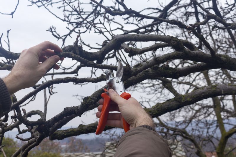 Pruning During Dormancy