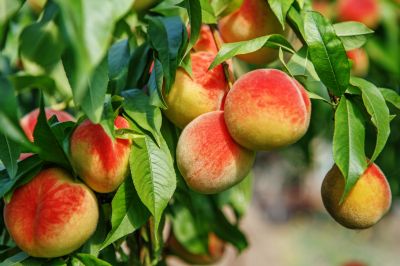 Prune Your Peach Trees for Optimal Growth!